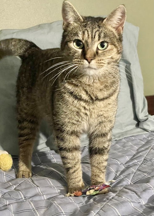Reese, a cat for adoption from Colony Cats (& dogs)