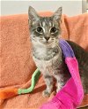 adoptable Cat in columbus, OH named Skye - KBC