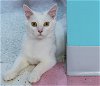 adoptable Cat in columbus, OH named Snowflake - KBC