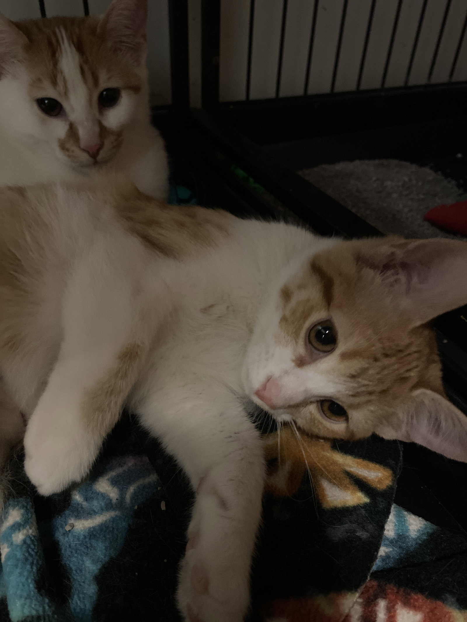 Cats for Adoption in Delaware, Ohio Alpha Paw