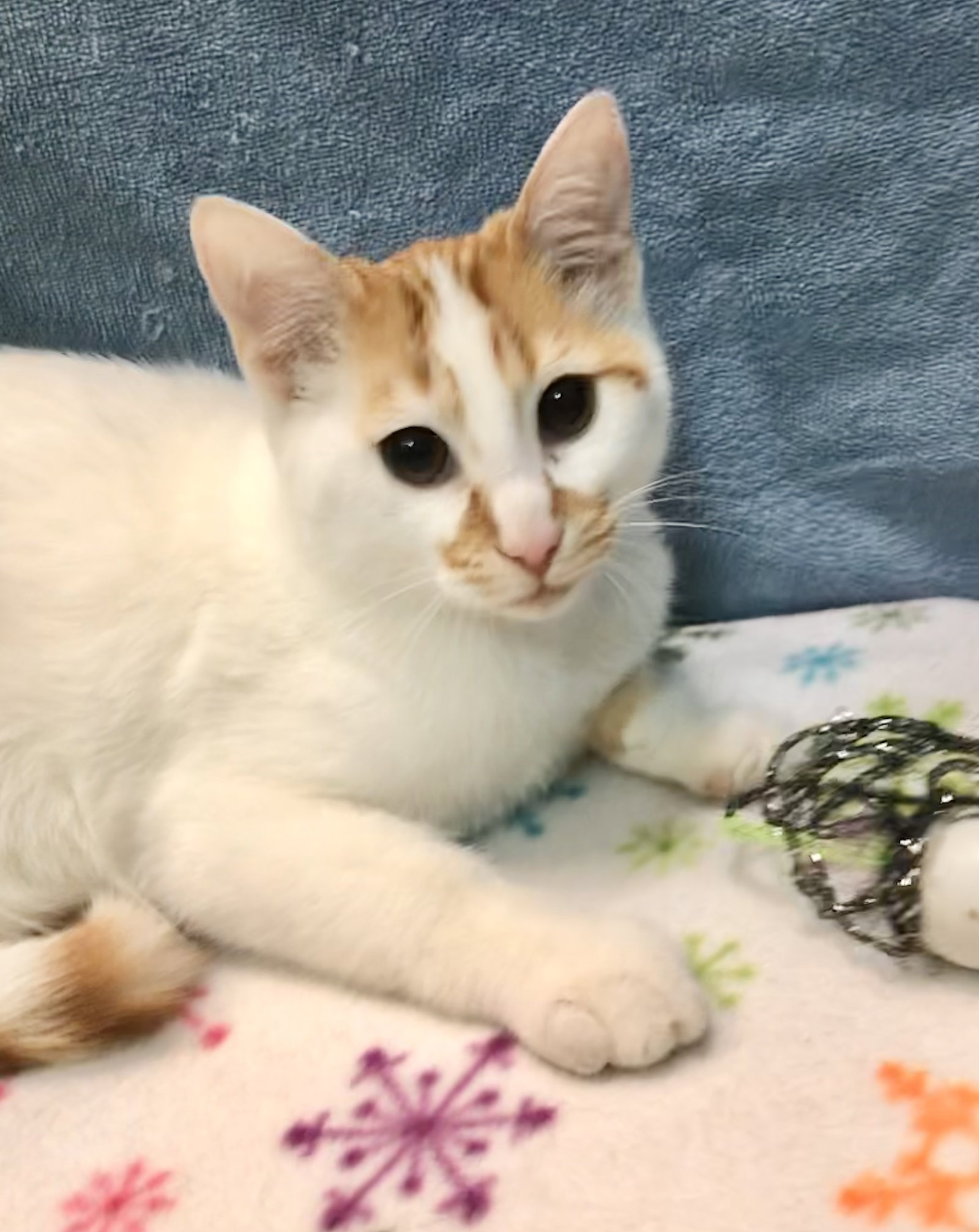 Cats for Adoption in Fairfield County, Ohio Alpha Paw
