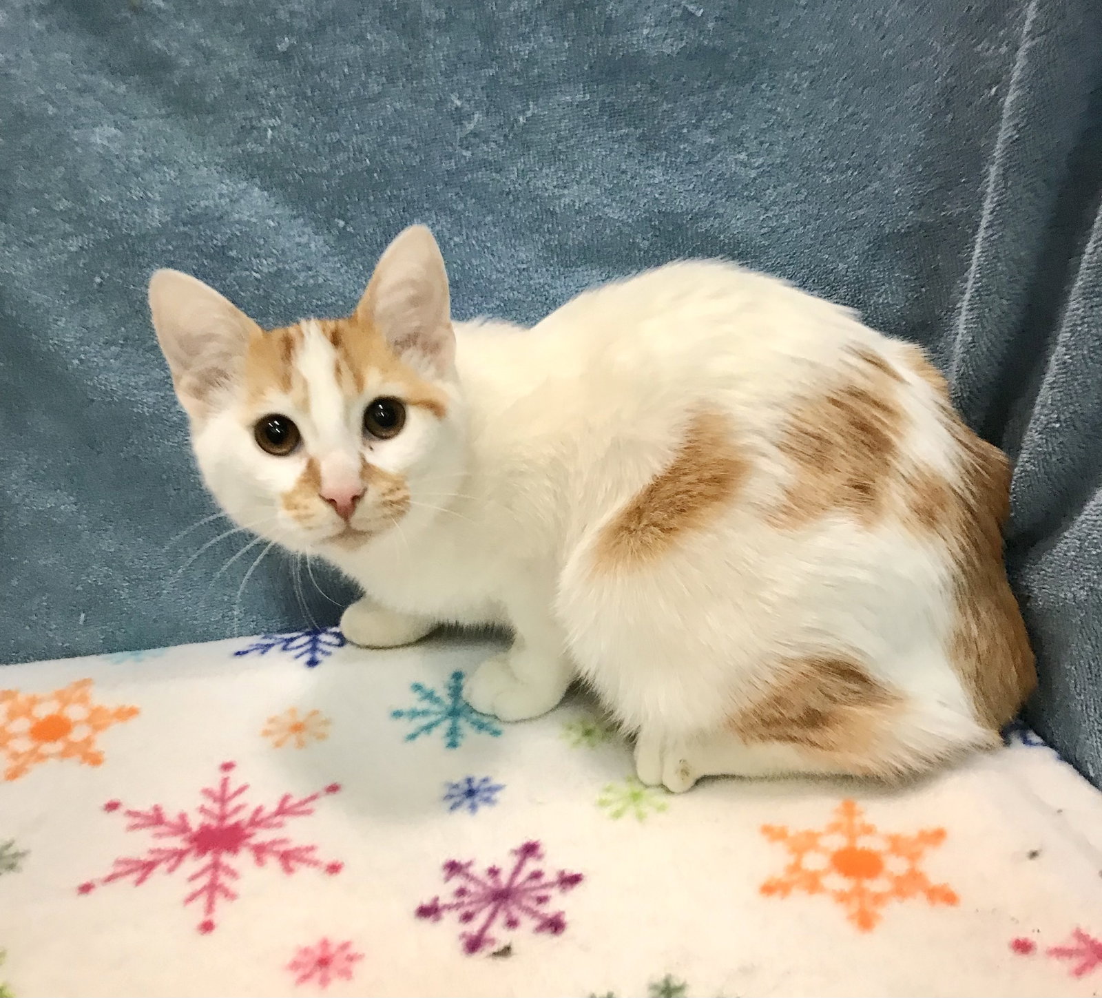 Cats for Adoption in Champaign County, Ohio | Alpha Paw