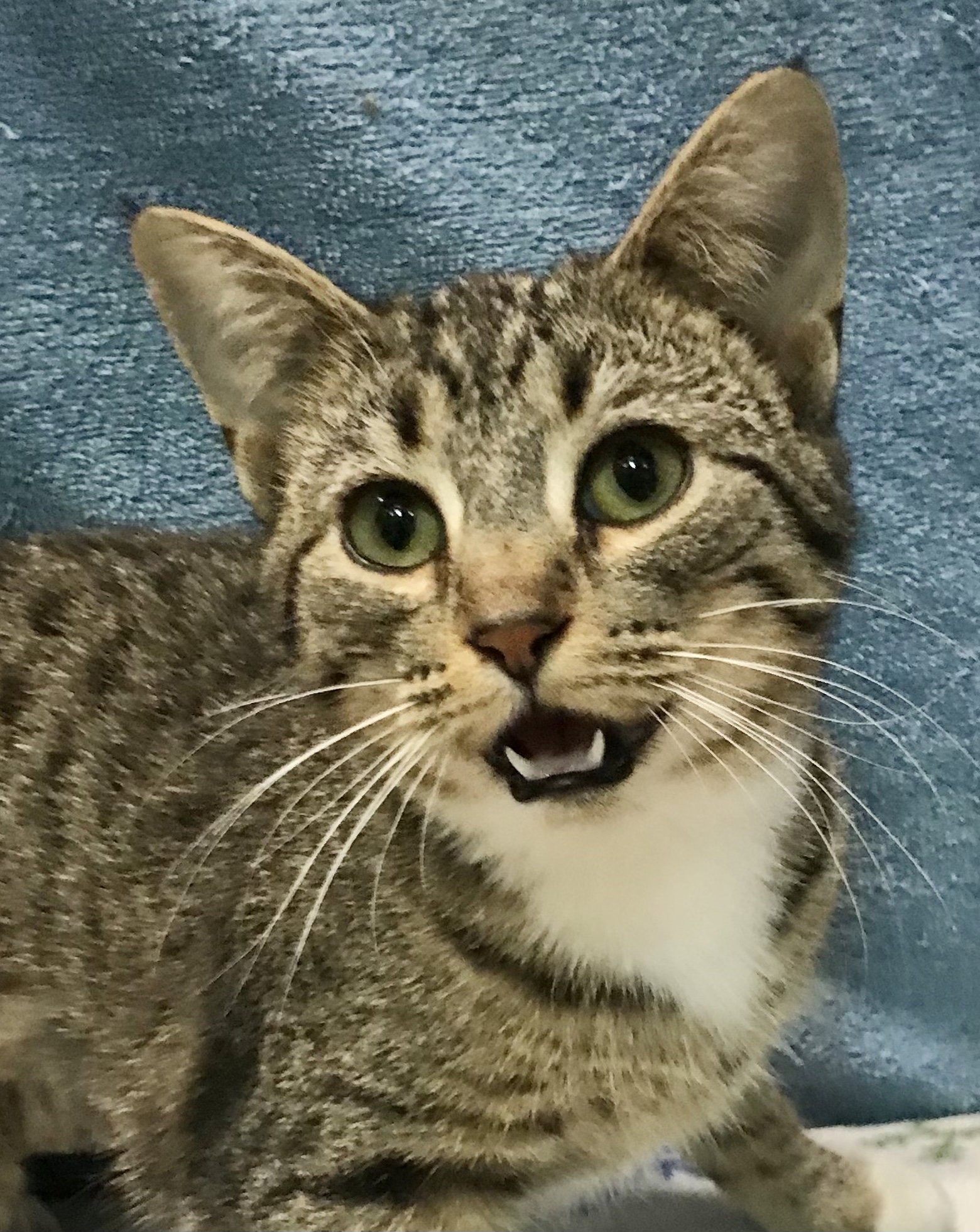 Cats for Adoption in Dublin, Ohio Alpha Paw