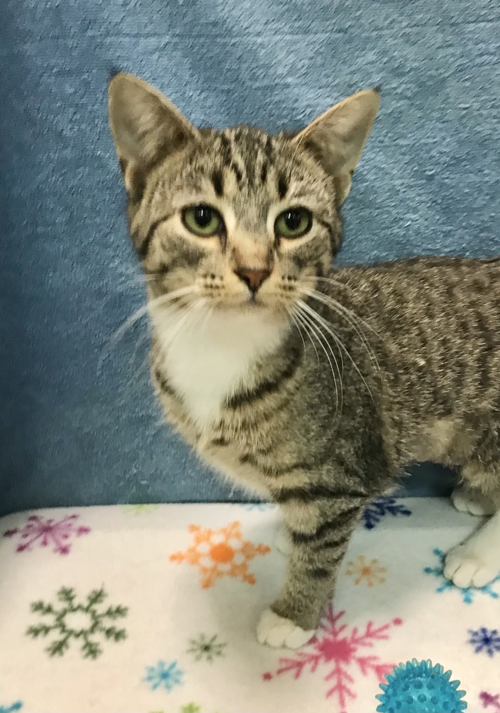 Cats for Adoption in Dublin, Ohio Alpha Paw