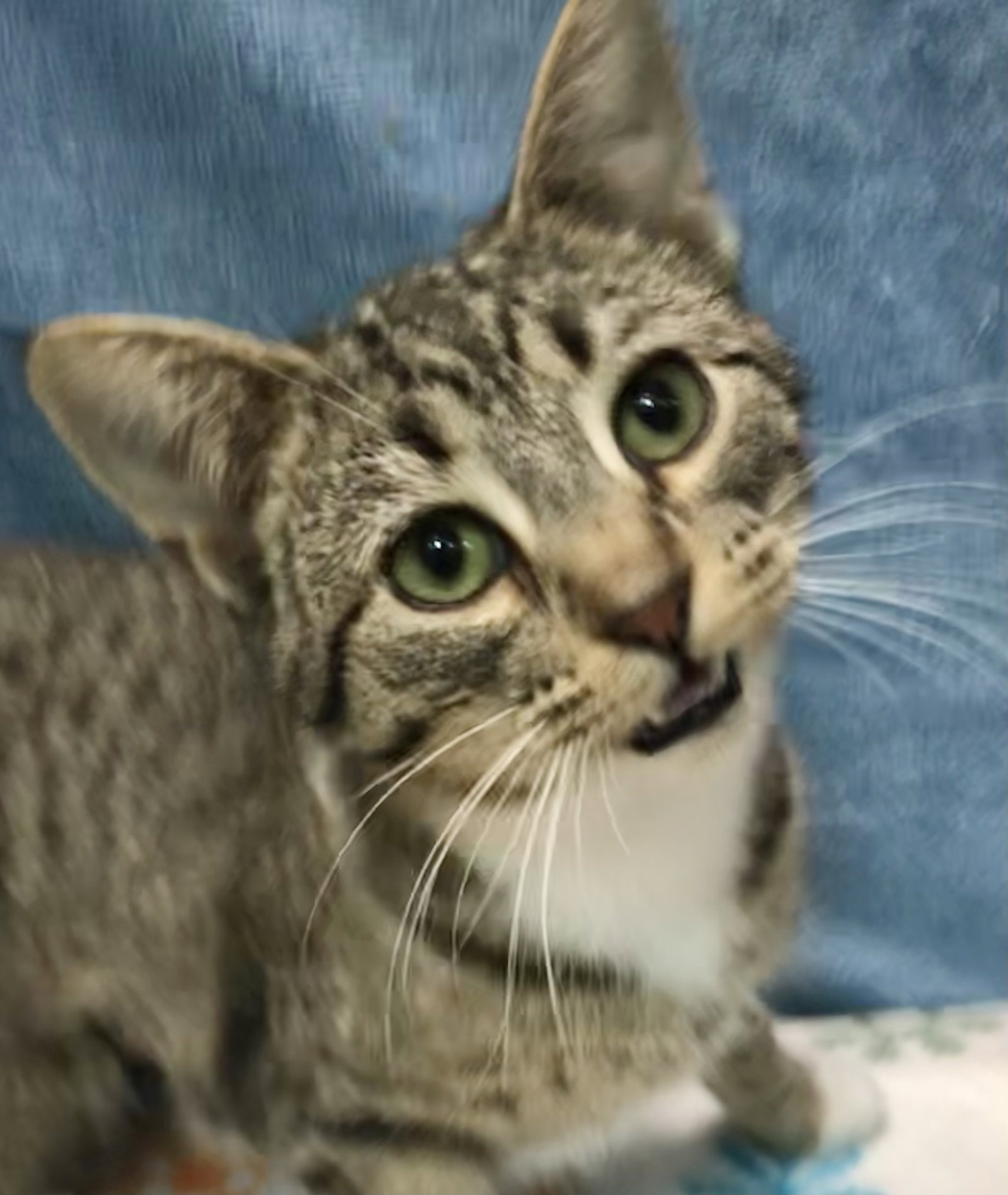 Cats for Adoption in Delaware, Ohio Alpha Paw