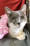 adoptable Cat in , OH named Lilo