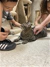 adoptable Cat in dublin, OH named Mariah