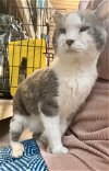 adoptable Cat in dublin, OH named Prairie
