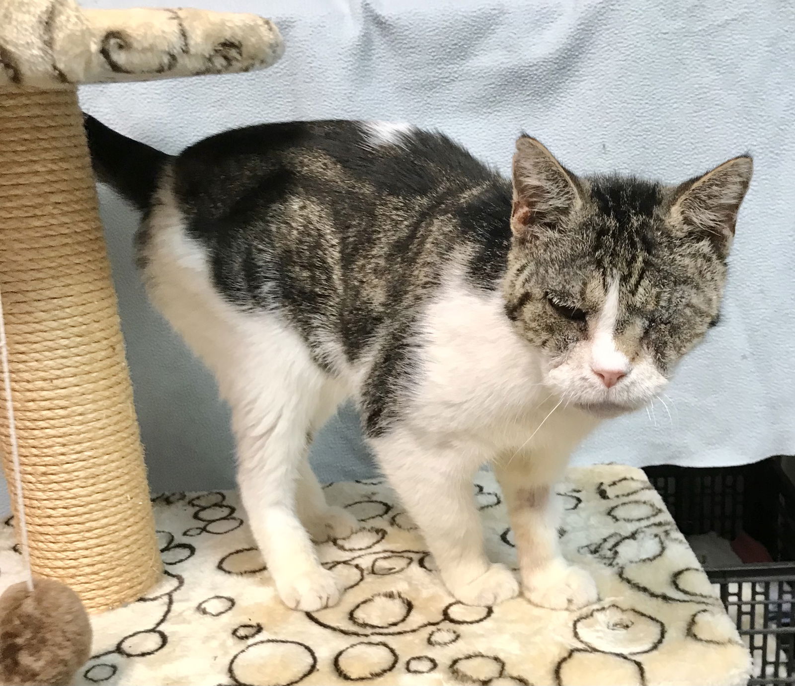 adoptable Cat in Dublin, OH named Sheldon
