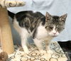 adoptable Cat in  named Sheldon