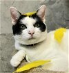 adoptable Cat in dublin, OH named Espionage