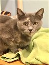 adoptable Cat in dublin, OH named Funda