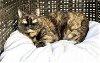 adoptable Cat in dublin, OH named Kiza