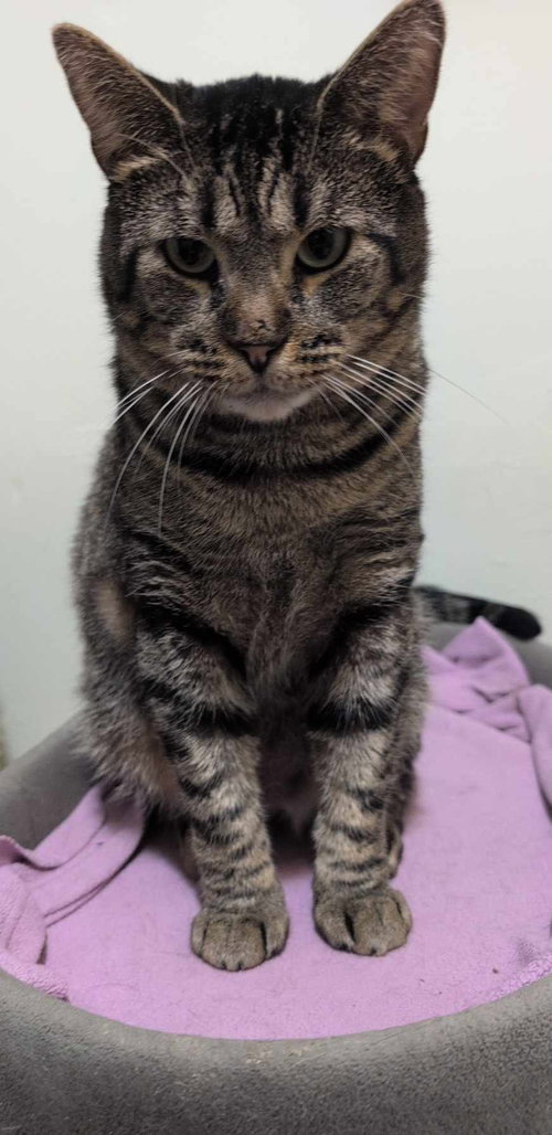 Brock, Adult Tiger / Domestic Short Hair / Mixed (short coat), cat for adoption in Lancaster, Ohio