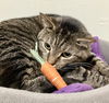 adoptable Cat in Dublin, OH named Brock