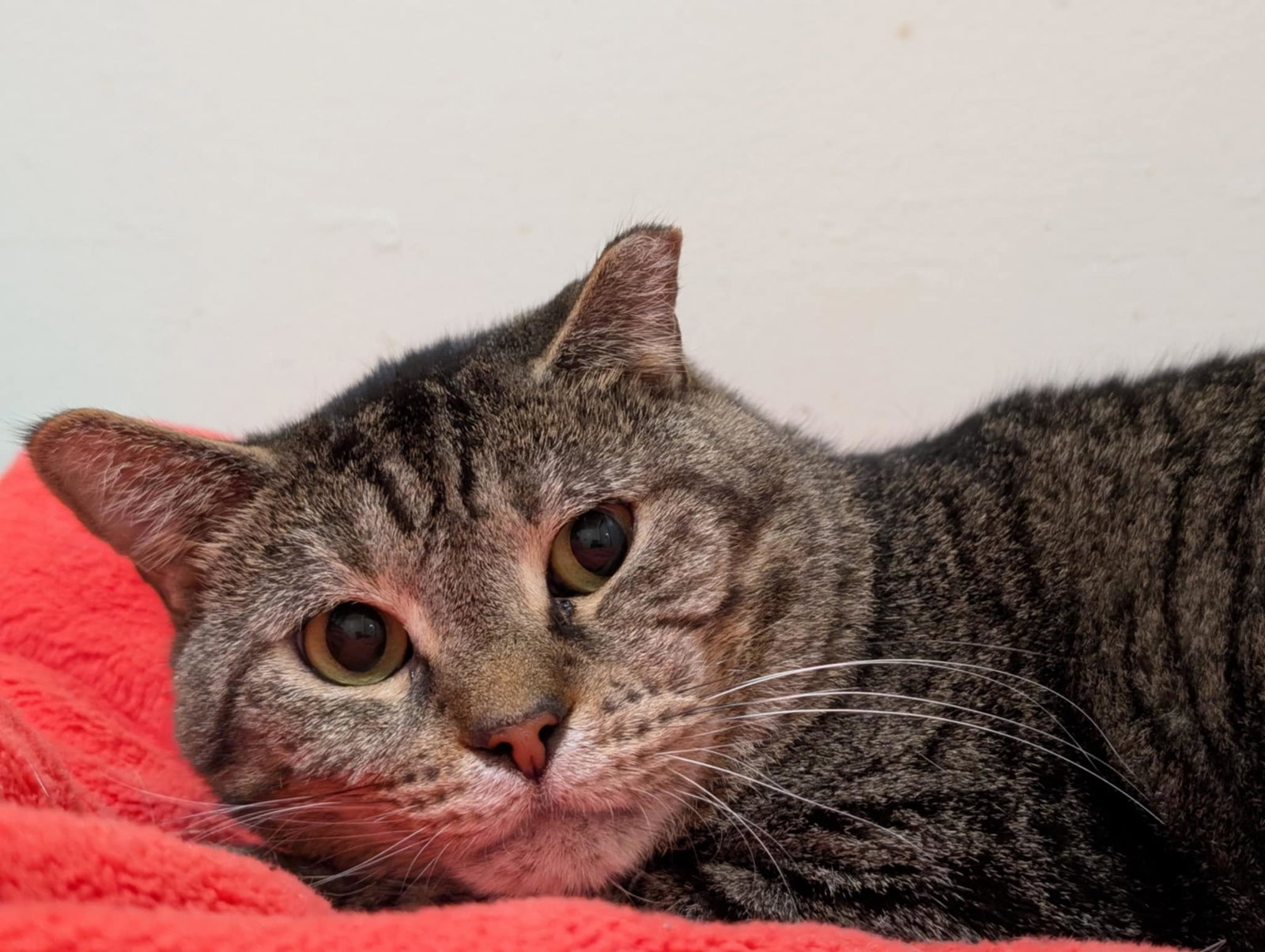 Brock, photo 8