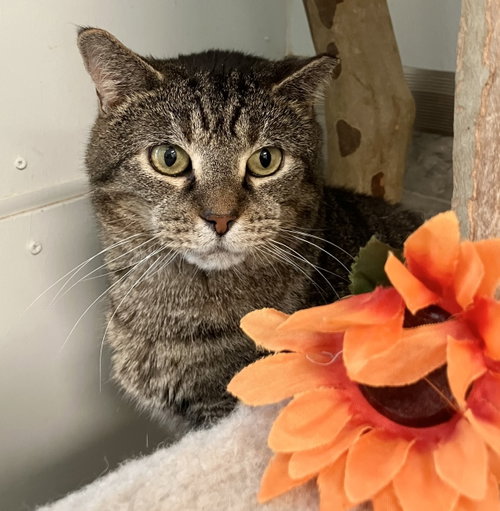 Brock, a cat for adoption from Colony Cats (& dogs)