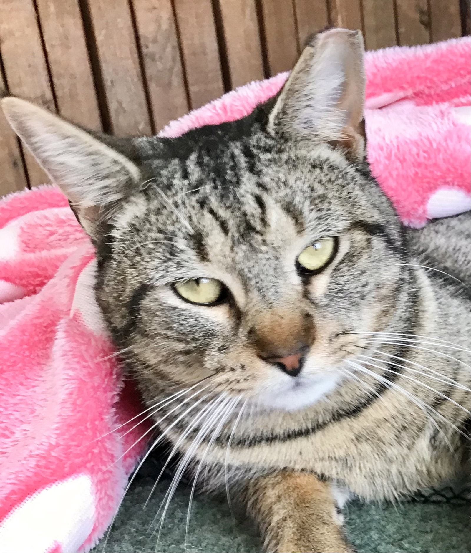 Cats for Adoption in Dublin, Ohio Alpha Paw