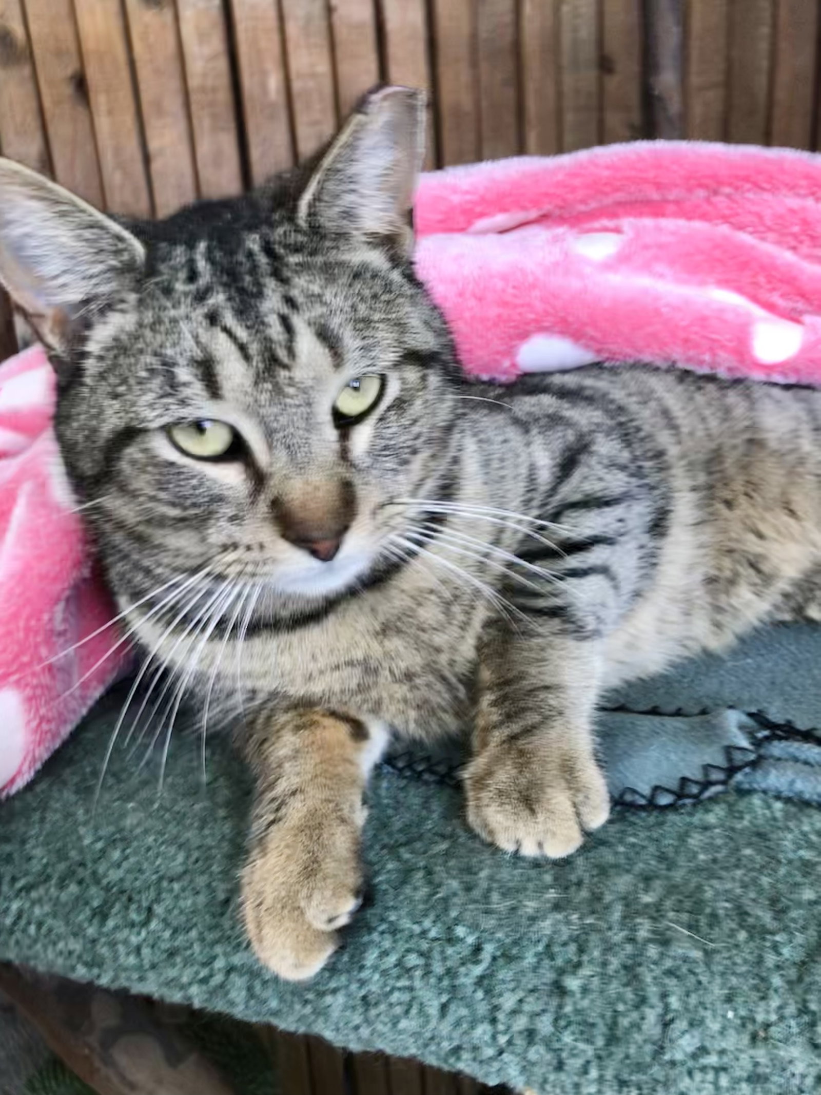 Cats for Adoption in Dublin, Ohio Alpha Paw