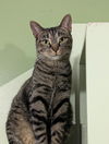 adoptable Cat in  named Petal