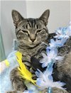 adoptable Cat in dublin, OH named Petal