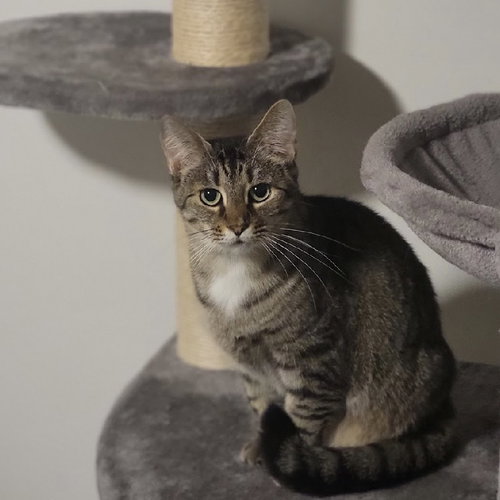 MARY - Tabby / Domestic Short Hair available for adoption