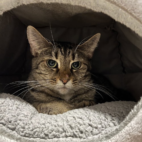 MARY - Tabby / Domestic Short Hair available for adoption