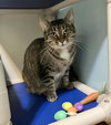 Mary (bonded to Clover) - Photo 4