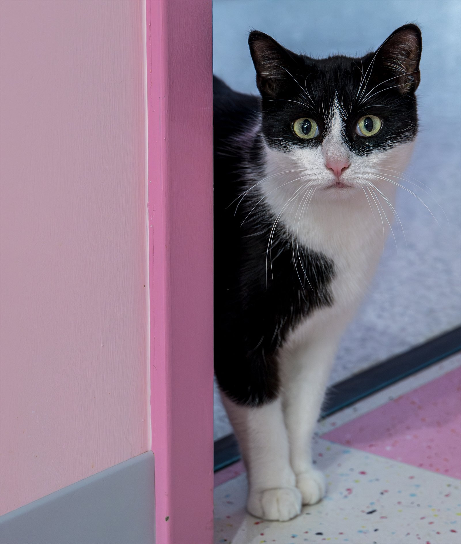adoptable Cat in Columbus, OH named Checkers - KBC