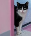 adoptable Cat in columbus, oh, OH named Checkers - KBC