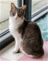 adoptable Cat in columbus, OH named Mittens - KBC