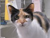Ginger - Photo 4