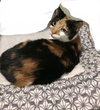 Ginger - Photo 6