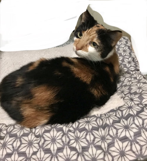 Ginger — thumbnail 6