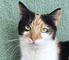 adoptable Cat in  named Ginger