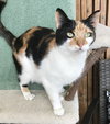 Ginger - Photo 5