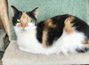 Ginger - Photo 1