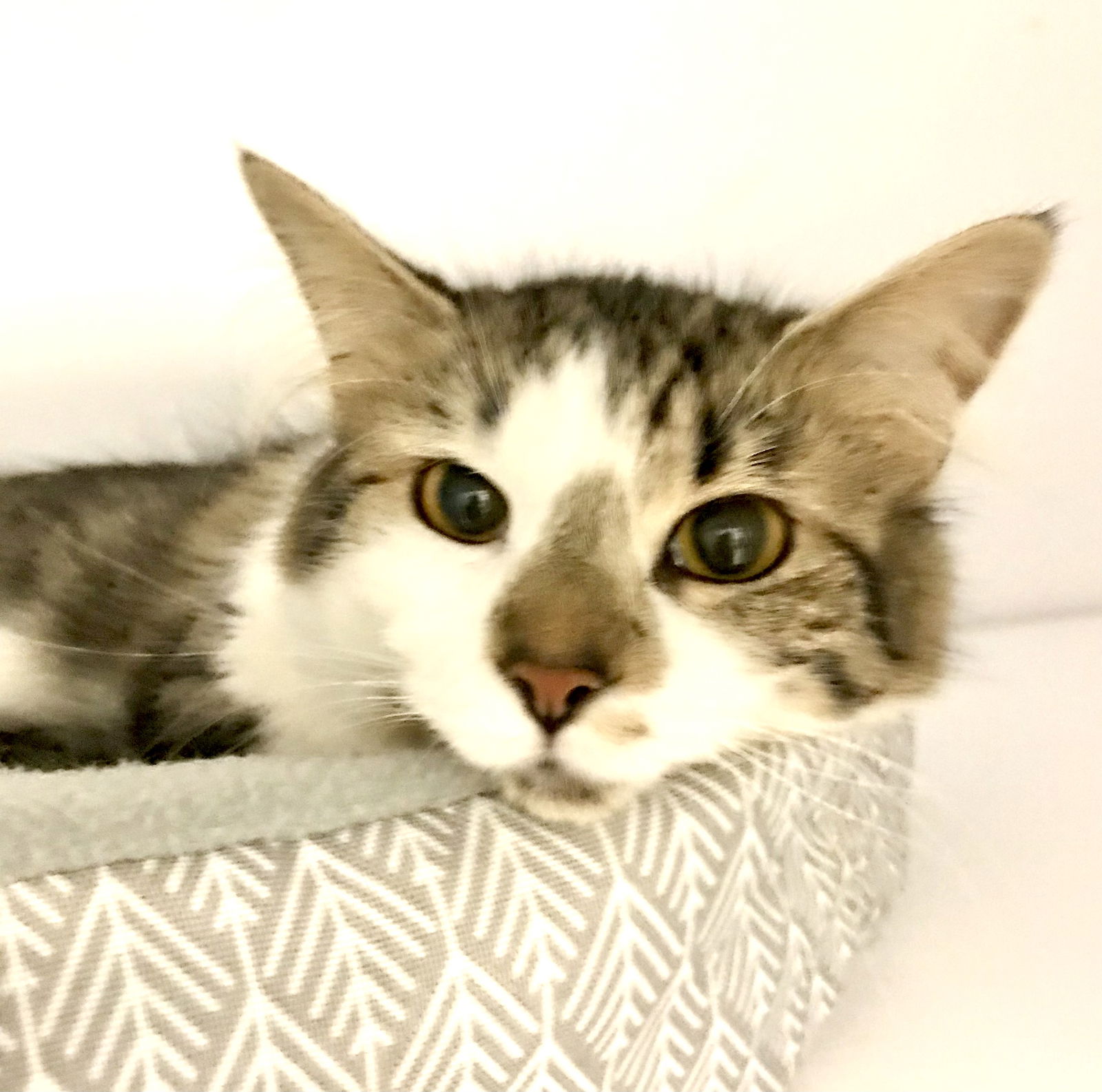 Cats for Adoption in Lisbon, Ohio | Alpha Paw