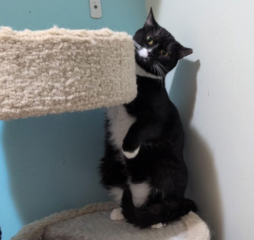 picture of the cat needing adoption