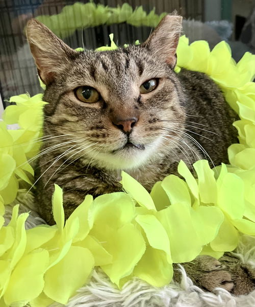 picture of the cat needing adoption