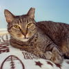 adoptable Cat in  named Ricky