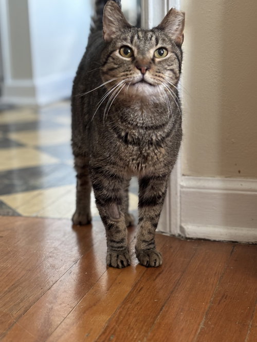 RICKY - Tabby / Domestic Short Hair available for adoption