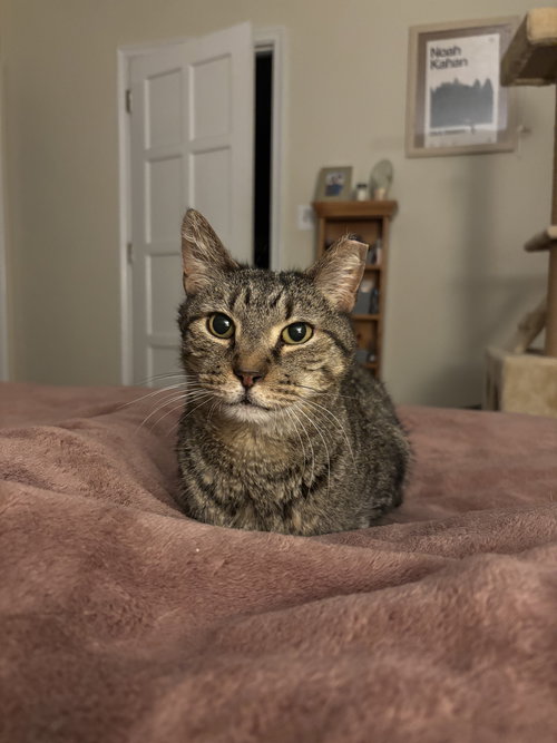 RICKY - Tabby / Domestic Short Hair available for adoption