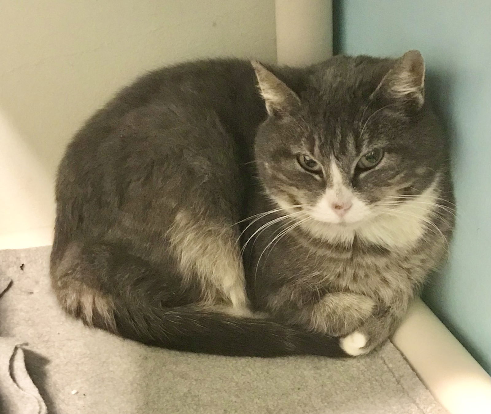 Cats for Adoption in Springfield, Ohio | Alpha Paw