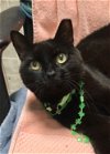 adoptable Cat in , OH named Pango