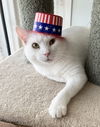 adoptable Cat in dublin, OH named Yeti