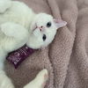 adoptable Cat in dublin, OH named Angelo