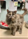 adoptable Cat in columbus, oh, OH named Chilli Cat