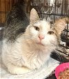 adoptable Cat in columbus, OH named Wally