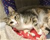 adoptable Cat in dublin, OH named Dahara